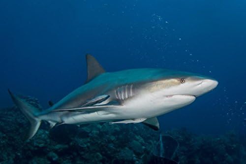 A szürke cápák Víz alatti Fotó Cápa Plakátok a Falakon Cápa Képek Király Cápák A Világ Poszter Cápa Fali Dekor Óceán